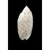 maculata 51,6mm BIG