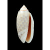 maculata 51,6mm BIG