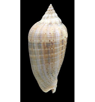 virescens 95,0mm BIG