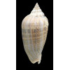 virescens 95,0mm BIG