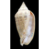 virescens 95,0mm BIG