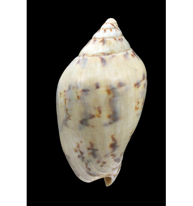 rutila norriisii 81,0mm