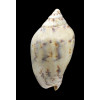 rutila norriisii 81,0mm
