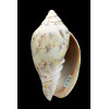 rutila norriisii 81,0mm