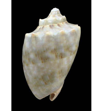 nivosa oblita 70,0mm