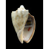 nivosa oblita 70,0mm