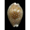 vitellus 66,0mm