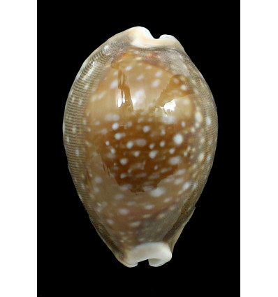 vitellus 66,0mm