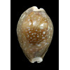 vitellus 66,0mm