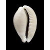 vitellus 66,0mm