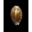 vitellus 36,0mm ROSTRATE