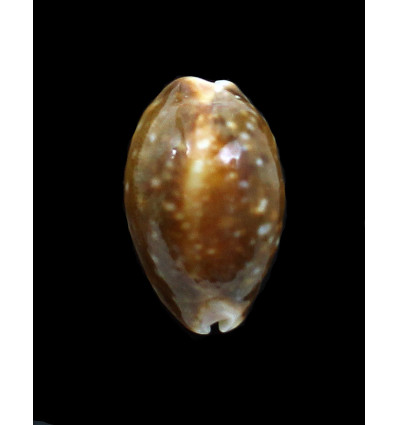 vitellus 36,0mm ROSTRATE