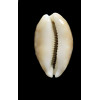 vitellus 36,0mm ROSTRATE