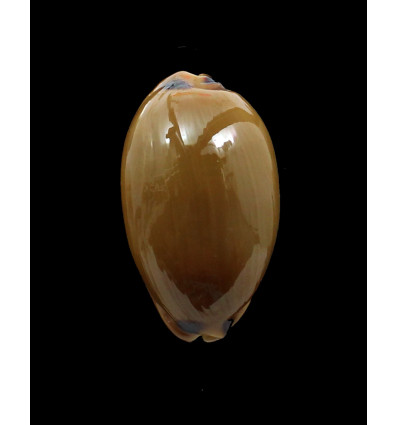 pulchra 47,0mm RUSTY
