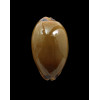 pulchra 47,0mm RUSTY