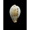 hungerfordi 43,1mm BIG