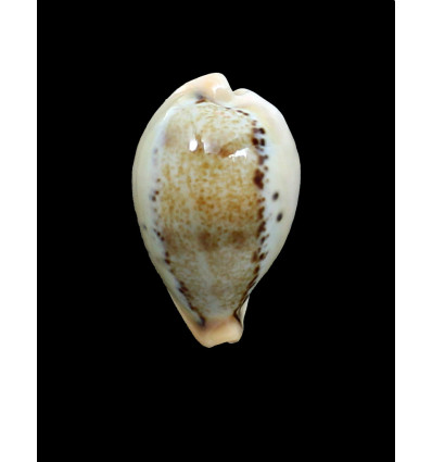 hungerfordi 43,1mm BIG