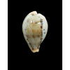 hungerfordi 43,1mm BIG