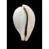 hungerfordi 43,1mm BIG
