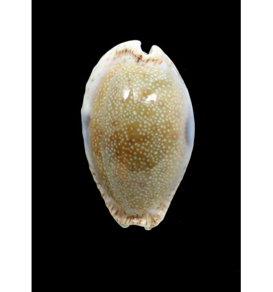 erosa chlorizans 52,0mm GIANT