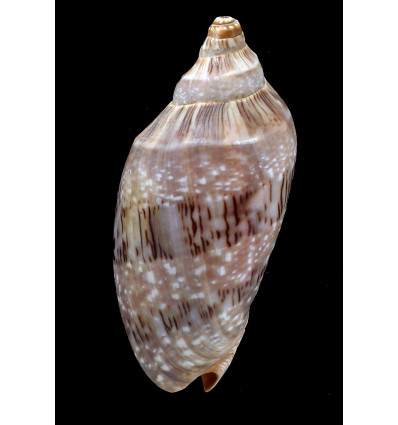 nivosa 87,0mm