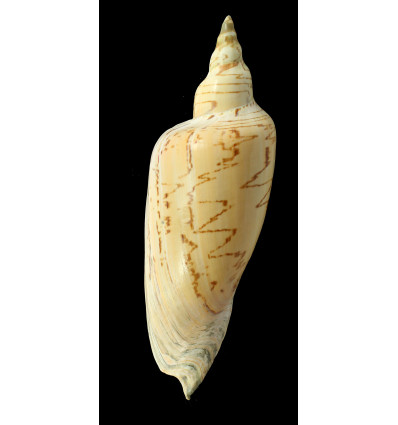 dufresnei 198,0mm GREAT