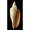 dufresnei 198,0mm GREAT
