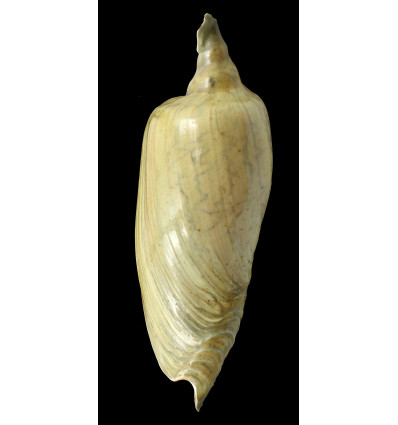 dufresnei affinis 190,0mm