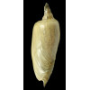 dufresnei affinis 190,0mm