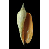 dufresnei affinis 190,0mm