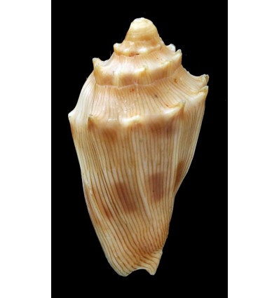 parabola 30,8mm