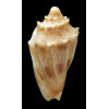 parabola 30,8mm