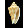 parabola 30,8mm