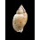 mitaeformis grangeri 38,0mm