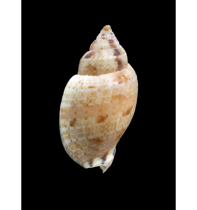 mitaeformis grangeri 38,0mm