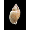 mitaeformis grangeri 38,0mm