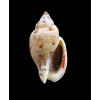 mitaeformis grangeri 38,0mm