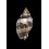 mitraeformis grangeri 39,0mm
