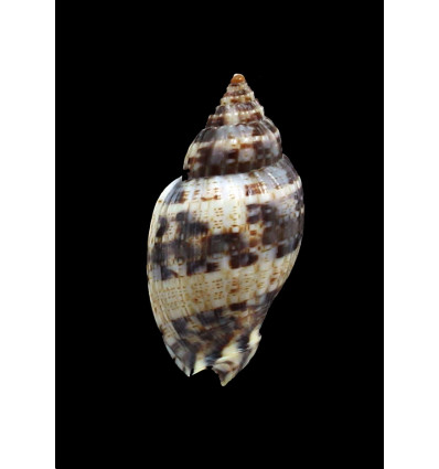 mitraeformis grangeri 39,0mm