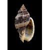 mitraeformis grangeri 39,0mm