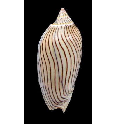 ellioti 96,0mm BIG