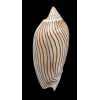 ellioti 96,0mm BIG