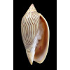 ellioti 96,0mm BIG
