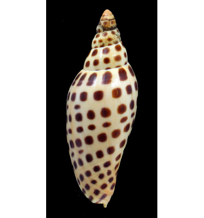 junonia butleri 81,0mm