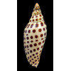 junonia butleri 81,0mm