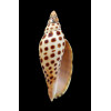 junonia butleri 81,0mm