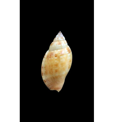 deliciosa owensis 27,0mm