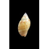 deliciosa owensis 27,0mm
