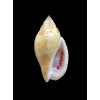 deliciosa owensis 27,0mm