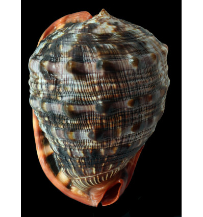 rufa 165,0mm COLORFUL